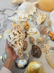 เปลือกหอยทะเลธรรมชาติหลากหลายขนาดเล็กและใหญ่ สำหรับงาน DIY ตกแต่งตู้ปลา จำนวนมาก ส่งออกจากโรงงานเวียดนาม - Product Image 3