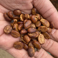 Honingproces Arabica Catimor Groene Koffiebonen Vietnam Oorsprong Specialiteit Kwaliteit Scherm 16 18 Maanden Houdbaarheid