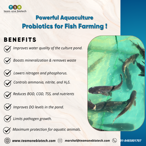 Aquaculture <b>Probiotics</b> with Water for Fish Culture Health - Product Image 2