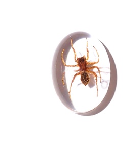 Araña Fantasma, Espécimen Real, Cabujón de Plástico Ovalado de 18x25 mm, Base Plana Transparente para Manualidades y Joyería - Product Image 3