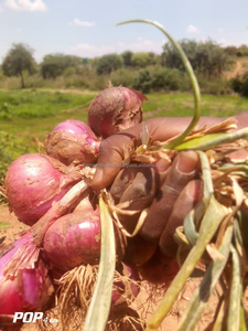 FB-RED 11 |   Graines d'oignons commerciales en vrac | |   Exportateur de semences du Gujarat, Inde - Product Image 3