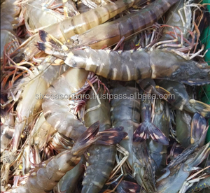 Listo para Enviar: Camarones Congelados de Calidad Premium al por Mayor, Grado Alimenticio HLSO, Suministro a Granel, Fabricante Exportador F. ABREU, 25kg - Product Image 2