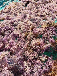มอสจากสาหร่ายทะเลสีขาว - Product Image 4