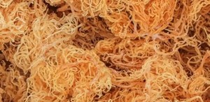 HOT SELLING Natural <b>Dried</b> Seamoss | Pure Clean Healthy Sun <b>Dried</b> Sea <b>Moss</b> Snack - Product Image 2