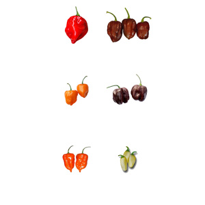 POITRONS DE POIVRONS JAUNES FRAIS EN STOCK POUR L'EXPORTATION - Habanero Biologique en Gros au Goût Épicé du Royaume-Uni - Product Image 2