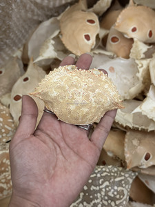 เปลือกปูแห้งธรรมชาติขนาดใหญ่สำหรับยัดไส้อาหารทะเล ร้านอาหาร ตกแต่งบ้าน - Product Image 5