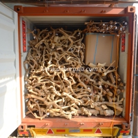 Kaffeeroot-Holz (60-80cm) Umweltfreundlich für Reptilien-Dschungel-Vivarien & Terrarien Tierkäfige - Marke CR-M