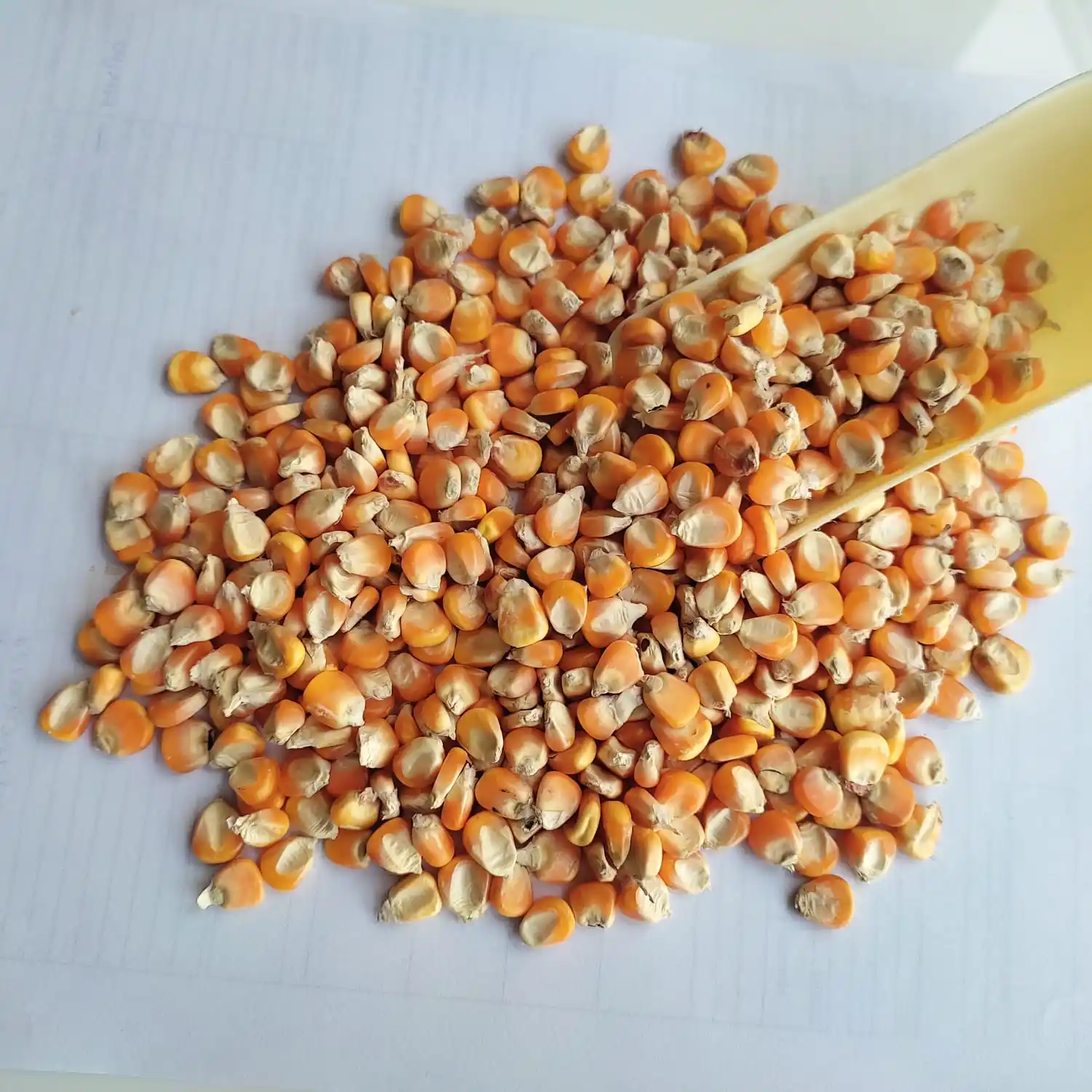 Exportation de maïs jaune de l'inde, maïs jaune de qualité supérieure avec sac PP de haute qualité en inde