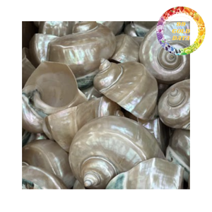 เปลือกหอยเป๋าฮื้อขัดเงาทำมือ สำหรับตกแต่งบ้านและงานฝีมือ - Product Image 1