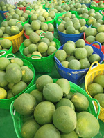 Groene Biologische Pomelo Ben Tre Vietnam Groothandel Tropisch Fruit Hoge Premium Kwaliteit Goed voor de Gezondheid Export Standaard TECHMIFOOD
