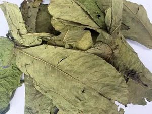 Senna Alata de Qualité Supérieure, Ingrédient Herbal Séché Premium pour Extraits Herbacés Ayurvédiques et Compléments Alimentaires - Product Image 2