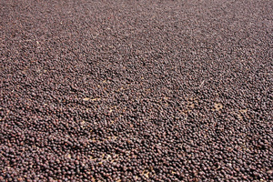 Dalakon Bazan Café molido de grado premium 100% Tostado Liberica Bean Tostado francés con sabor amargo Empaquetado en bolsa - Product Image 4