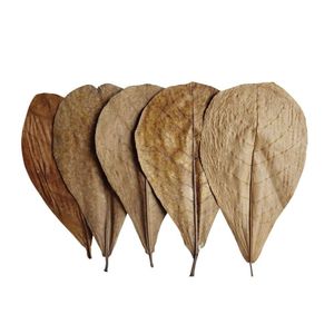 Feuilles de Catappa indiennes séchées naturelles | Feuilles d'amande pour aquarium, bassin à poissons, soin des Bettas et des crevettes | 21-25 cm | Paquet de 250 - Product Image 6