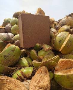 Bloque de Turba de Coco de Alta Calidad para Germinación de Semillas, Desarrollo de Raíces y Cultivo Profesional en Viveros - Product Image 2