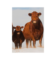 Fournisseur en gros de bétail Red Angus pour les éleveurs et les entreprises agricoles