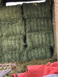 Prix du marché supérieur pour les balles d'aliments mixtes à base d'herbe de Rhodes pour l'importation/l'exportation au Pakistan, balles pressées de qualité supérieure provenant d'une entreprise de premier plan - Product Image 5