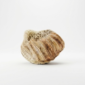 Escultura de Conchas Marinas Hecha a Mano por Shellia, Decoración Rústica Costera para Mesa, Obra de Arte Decorativa para el Hogar, Tazón de Conchas - Product Image 1