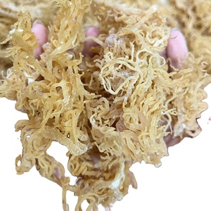 MUSGO DE MAR SECO DE ALTA CALIDAD DE VIETNAM/MUSGO DE MAR IRLANDÉS SECO DE ORO MÁS VENTA/Sra. Beatrix - Product Image 1