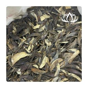 BEST SELLER Dried Murex Operculum Shells for Incense Craft and Aroma Release Creating Relaxing Space Premium Quality Safe Source - Product Image 2