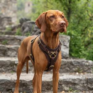 Arnés de Cuero Personalizado para Perro, Resistente, Ajustable, Tipo Chaleco, Sin Tirones, para Entrenamiento y Paseo, Accesorios para Perros de 20 kg+ - Product Image 3