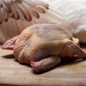 Export Quality Frozen Pigeon Premium Grade Pigeon <b>Meat</b> for Wholesale Buyers - Product Image 3