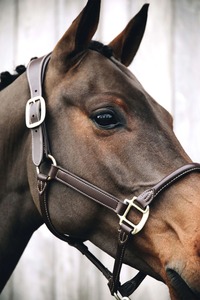 Premium Quality Horse Equipment Italian Leather Fancy Horse Halter With Customize <b>Name</b> <b>Plate</b> Fancy Stitching Indian Supplier - Product Image 2