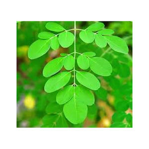 Feuilles de Moringa de qualité supérieure, complément alimentaire naturel, approvisionnement en vrac en provenance d'Inde - Product Image 5