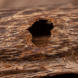 Agarwood Raw Material for Bakhoor - Product Image 3