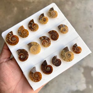 Fósiles de Amonites en Rodajas, Piedras Preciosas Sueltas, Concha Natural en Forma de Espiral - Product Image 3