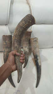 ฮอร์นดื่มแบบดิบดิบสไตล์สัตว์แกะสลักยาว15ถึง17นิ้ว - Product Image 4