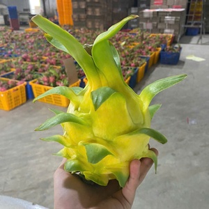 Dragon <span class=keywords><strong>Fruit</strong></span> Jaune <span class=keywords><strong>de</strong></span> Qualité Supérieure, Frais, OEM ODM, Marque VIETFAP, 100% Naturel, Exportation Vietnamienne, Norme <span class=keywords><strong>de</strong></span> Qualité, 30-40 Jours - Product Image 3