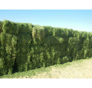Heno de Alfalfa de Alta Calidad en Pacas, Rico en Proteínas para la Nutrición de Caballos, Ganado Vacuno y Ovejas - Product Image 5