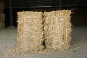 Balles de foin en paille de blé Aliments pour animaux de première qualité pour bovins chevaux chameaux et moutons Séchés au soleil naturels Meilleure source de fibres protéiques - Product Image 2