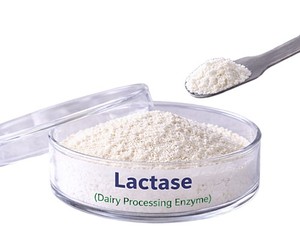 Enzyme Lactase de Qualité Alimentaire pour l'Exportation, 2000-100000 ALU/g en Poudre, pour Applications Laitières et Produits Laitiers Sans Lactose, Disponible à la Vente - Product Image 1