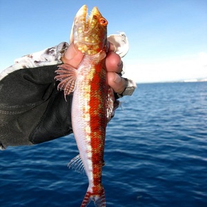 Poisson-lézard de qualité supérieure à prix abordable pour les acheteurs de produits de la mer recherchant des poissons frais de qualité pour la distribution au détail et les restaurants - Product Image 4
