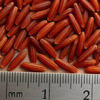 Arroz Jazmín de Grano Largo y Textura Dura de Vietnam, Rojo, 5% Seco, Sin OMG, Personalización de Empaque, Venta al por Mayor, Fabricante 2026, Excelente