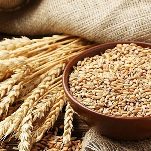 Blé à grains longs biologique naturel de haute qualité pour la production de farine, la transformation alimentaire, la pâtisserie et l'agriculture - Product Image 1