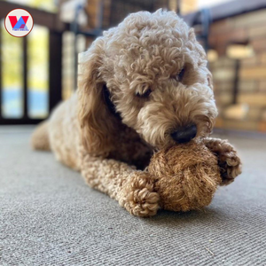 Pelota Masticable de Fibra de Coco de Alta Calidad al por Mayor, Juguete Sostenible para Mascotas, Esfera de Cáscara de Coco, Suministros para Tiendas de Mascotas, Cuidado Dental, Pelota Molar - Product Image 4
