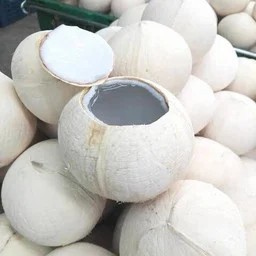 มะพร้าวขัดเงาเขตร้อนแบบพรีเมี่ยม | สินค้าจากเวียดนาม | มีฉลากเกาหลีและกล่องขายปลีกจำหน่ายสำหรับผู้นำเข้า - Product Image 3