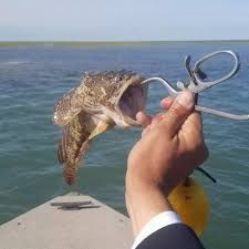 Removedor de anzuelos para peces cabeza de serpiente, abridor de boca, separador de mandíbulas práctico para pesca, desenganador de peces cabeza de serpiente OEM - Product Image 2