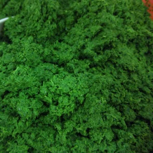 Hojas de Yuca Congeladas de Vietnam, Hoja de Tapioca IQF de Alta Calidad para Cocinar y Procesar Alimentos - Sra. Tarina - Product Image 5