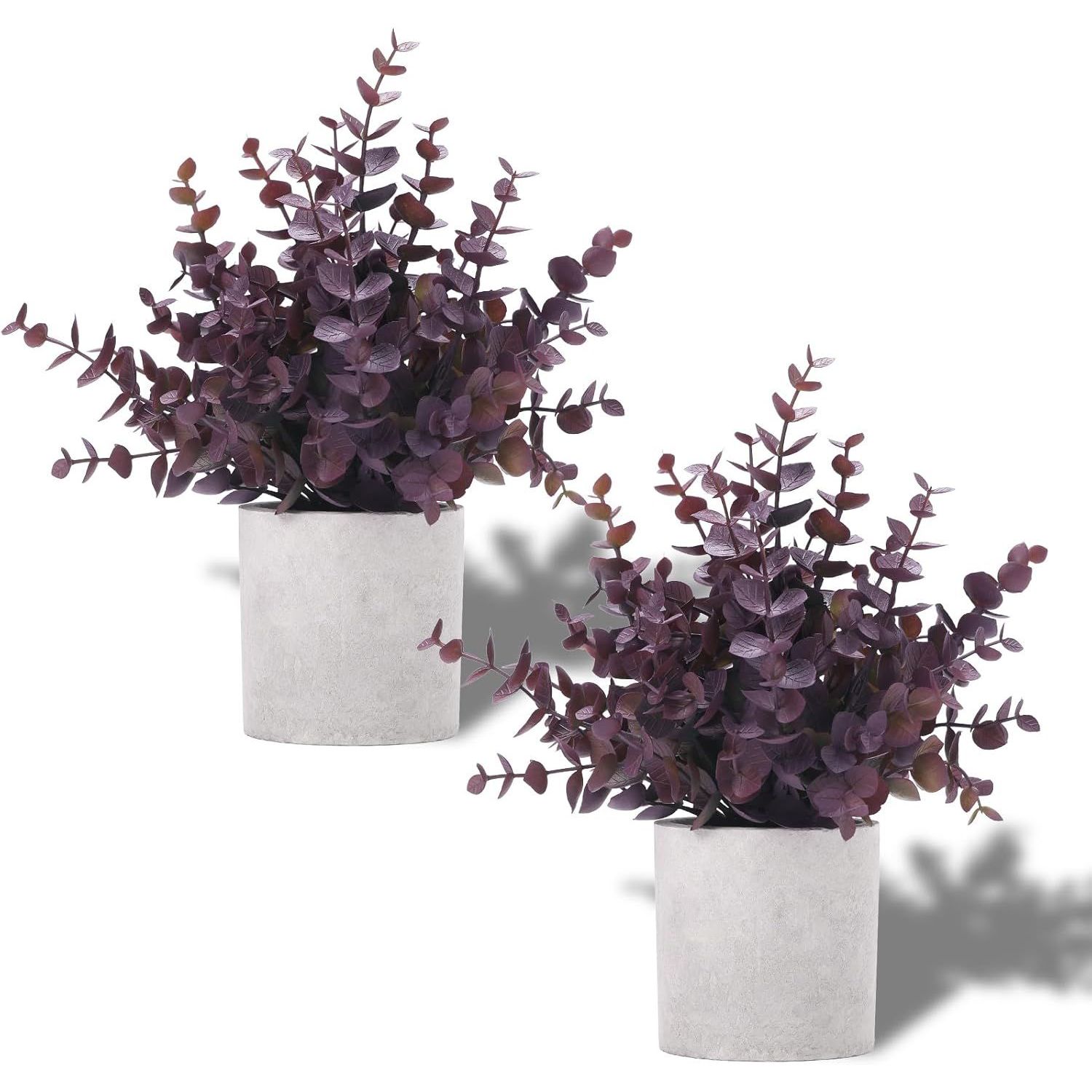 Plum small Color