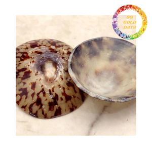 Coquille de limette naturelle polie, objet décoratif à thème animalier pour la décoration intérieure de maison de plage, souvenir et projets de bricolage - Product Image 2