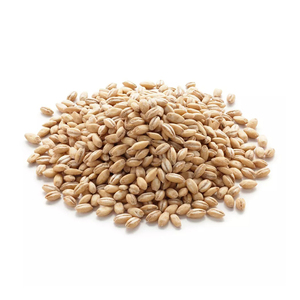 Grano de Cebada Premium, Grano Entero Natural para Molienda, Elaboración de Cerveza y Aplicaciones Alimentarias Comerciales, Listo para OEM - Product Image 5