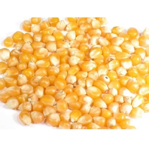 Granos de Maíz Blanco Orgánico Seco de Primera Calidad, No Glutinosos, Maduros, Otro Tipo de Cultivo, para Alimentación Animal - Product Image 3