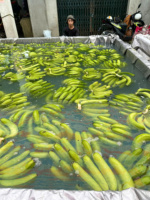 Premium Export Cavendish Bananen Uit Vietnam Vers Zoet En Voedzaam, Perfect Voor Dagelijks Gebruik In De Detailhandel En Bulkverpakkingen