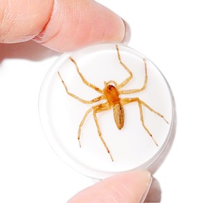 Araña Fantasma, Espécimen Real, Cabujón de Plástico Redondo de 38.5x38.5 mm, Base Plana Blanca para Manualidades y Joyería - Product Image 1