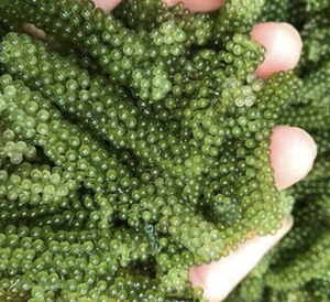 Algas de Mar de Vietnam (Caulerpa Lentillifera) para Ensaladas, Sushi, Ingredientes de Comida Fresca, Uso en Cocina y Comedor - Product Image 5