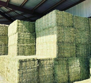 Heno de alfalfa rico en nutrientes disponible a granel, heno de alfalfa fresco para alimentar a caballos, vacas y animales pequeños de granja de forma segura. - Product Image 6