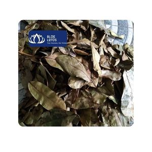 [HAUTE QUALITÉ] Thé amincissant premium 100% frais et naturel aux feuilles de corossol, en vrac, emballage en sachet, usage commercial, Vietnam Blue Lotus - Product Image 6